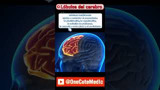 LÓBULOS DEL CEREBRO  OneCuteMedic [upl. by Annirtak]