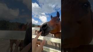 Funny horse video 😍😂😝 horse horses horselover [upl. by Niala]