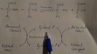 Transamination  BIOCHEMISTRY [upl. by Marne722]