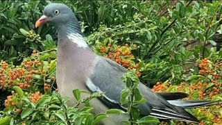 Pigeon Sound  Wood Pigeon Call  Pigeon Voice [upl. by Terena]