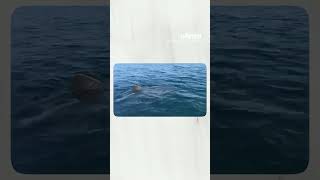 Un grand requin blanc filmé par un pêcheur au large de Porquerolles [upl. by Joeann]