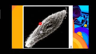 Kingdom Protista Phylum Microspora Myxozoa Ciliophora Maintenance Functions in Ciliates [upl. by Roselia]