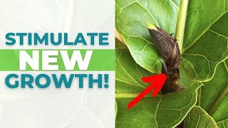 4 EASY Tips to Stimulate NEW GROWTH on Your Fiddle Leaf Fig [upl. by Trinee]