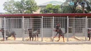 Intense Rottweilers fiercely protecting their Kennel [upl. by Rhiana651]