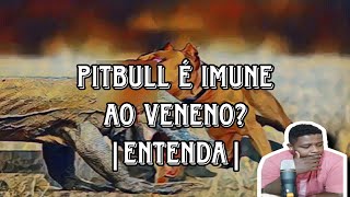 PITBULL DERROTA DRAGÃO DE KOMODO  Real ou Fake [upl. by Alolomo]