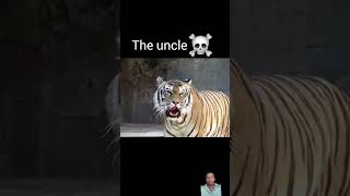 Tiger roar viralvideo youtubeshorts [upl. by Rednasyl]