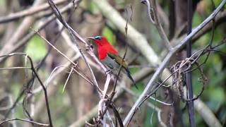 Amazing bird song or call Crimson Sunbird calling female video by bird guide [upl. by Thad723]