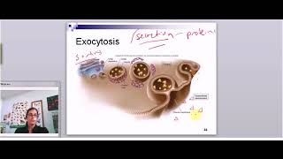 Exocytosis and Endocytosis [upl. by Wakefield540]