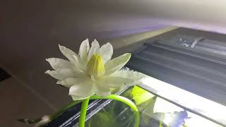 Water lily on my 75 gallon fish tank aquarium [upl. by Kegan]