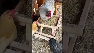 ORPINGTON CHICKEN HENS EATING FEED IN THE FEED BOX PetLoverSK9 [upl. by Helm]