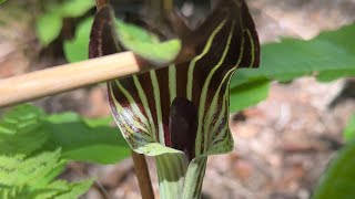 Jackinthepulpit [upl. by Tripp]