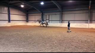 Oilean Unica  Flatwork lesson [upl. by Suzzy]