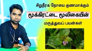 சிறுநீரக நோயை குணமாக்கும் மூக்கிரட்டை  boerhavia diffusa medicinal uses in tamil [upl. by Hnaht]