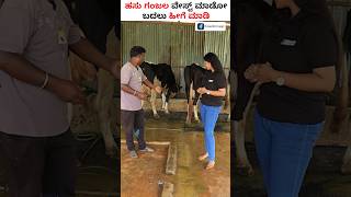 Benefits of Cow Urine for Plants in Kannada shorts cow cowurine gomutra farming [upl. by Sokil]