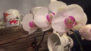 How I rescue Phalaenopsis orchids that have root loss [upl. by Archibold859]