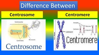 Difference Between Centrosome and Centromere [upl. by Arym15]