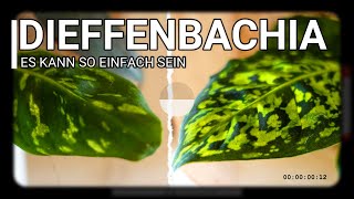 Diese Pflanze muss man haben Dieffenbachia  PFLEGEN UMTOPFEN amp VERMEHREN [upl. by Anitaf903]