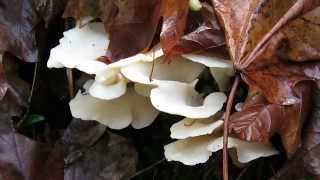 Mushrooms of British Columbia  7  Angel Wings [upl. by Howenstein247]