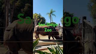 🦏🦁San Diego Zoo🦏Rhino [upl. by Ardnasyl26]