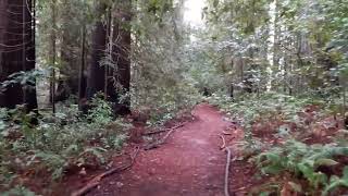 Grove of Old Trees 2 West Sonoma County Cal Jan 18 2024 [upl. by Ocin]