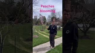 Peach Trees Blooming fruit garden [upl. by Annahsed]