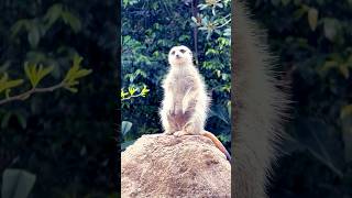 Meerkats funny meerkat fypシ゚ wildlifevideography zoo animalworld cuteanimals animalbeauty [upl. by Yalonda]