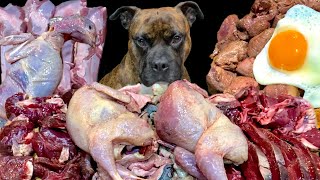 MUKBANG ASMR Dog eating Raw Meats！Omnibus 【American Bully】 [upl. by Marpet]