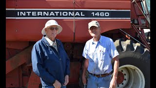 Harvesting soybeans with an IH 1460 Axial Flow Combine Oct 2023 [upl. by Galen]