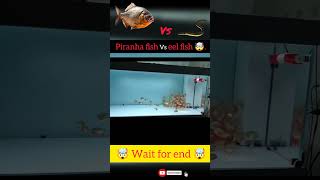 Piranha fish vs eel fish 🤯 shorts shortvideo [upl. by Yoshi256]