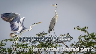 សត្វក្រសារប្រផេះ Grey Heron Ardea Cinereal part 2 [upl. by Llirpa]