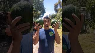 CHAYOTE GIGANTE NUNCA VI UNO DE ESTE TAMAÑO [upl. by Faso]