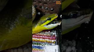 Gonyosoma oxycephalum vs Dendrelaphis pictus [upl. by Ahswat]