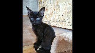 Melanistic Savannah Kittie playing with her prey  eintagsküken  and cuddling to her mommy 😻 [upl. by Nyrok]