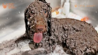 So Emotional When Viktor Rescued This Dog A Beautiful Soul Named Cookie Who Was in Severe Pain [upl. by Ahsemik277]