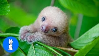 Super cute sloth squeak [upl. by Lello]