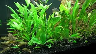 75Gallon LowTech Aquascape Update 10723 [upl. by Hornstein]