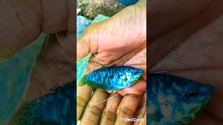 Gurami🐋Like and subscribe fish fishkeeping gurami like shorts subscribe aquarium pondfish [upl. by Aksoyn]