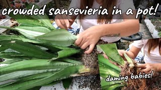 Hard To Kill Snakeplant II Flowering Sansevieria Moonshine Needs A Repot [upl. by Zendah969]