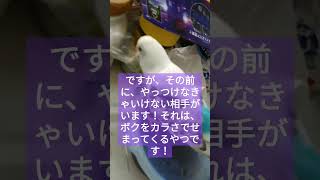 カライのはとても苦手だけど、上手いザルそばを食べるためには、ワサビ入れるしかないと、本気で考えている、圧倒的なインコ。 [upl. by Latif]