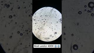 Fig look cool at 400x magnification underthemicroscope microscope science [upl. by Ygief]