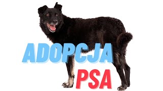 ADOPCJA PSA ZE SCHRONISKA  i co dalej [upl. by Alisia13]