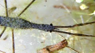 Water Scorpion  close views of anatomy plus ovipositing Ranatra species [upl. by Slemmer]