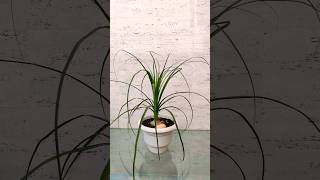 Ponytail Palm  Beaucarnea Recurvata Elephant Foot Palm Nolina Palm  ponytailpalm plants [upl. by Buehler]