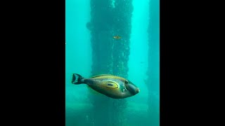 Busselton Jetty Western Australia [upl. by Gnoht]