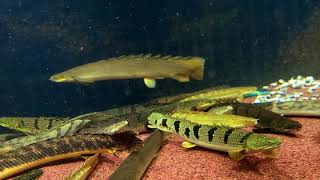 Polypterus senegalus quotLake Turkanaquot 45cm male [upl. by Irap507]