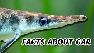 Gar Facts a PREHISTORIC FISH  Animal Fact Files [upl. by Odragde]