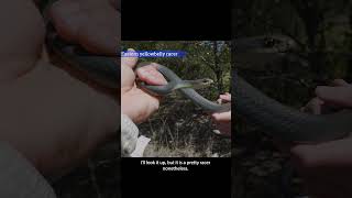 Eastern YellowBellied Racer snake [upl. by Lesley]