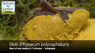 Blob Physarum polycephalum Best of two weeks in 7 Minutes timelapse Schleimpilz  Myxomyceten [upl. by Joung]