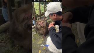 monkey was hungry for many days shortsvideo [upl. by Angle470]