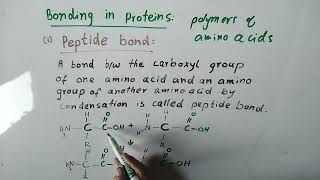 peptide bond bonding in proteins  chemistry 10 biochemistry proteins [upl. by North]